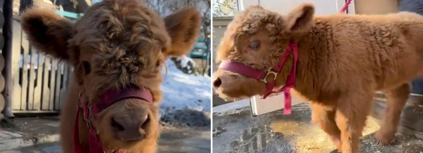 Очаровательный телёнок родился у коровы Майи из Новосибирского зоопарка