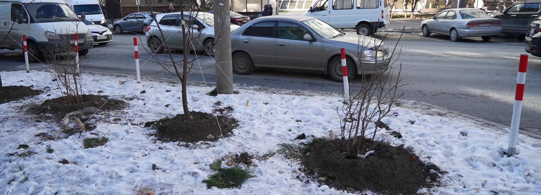 Город без окраин: последние деревья досаживают в центре Новосибирска