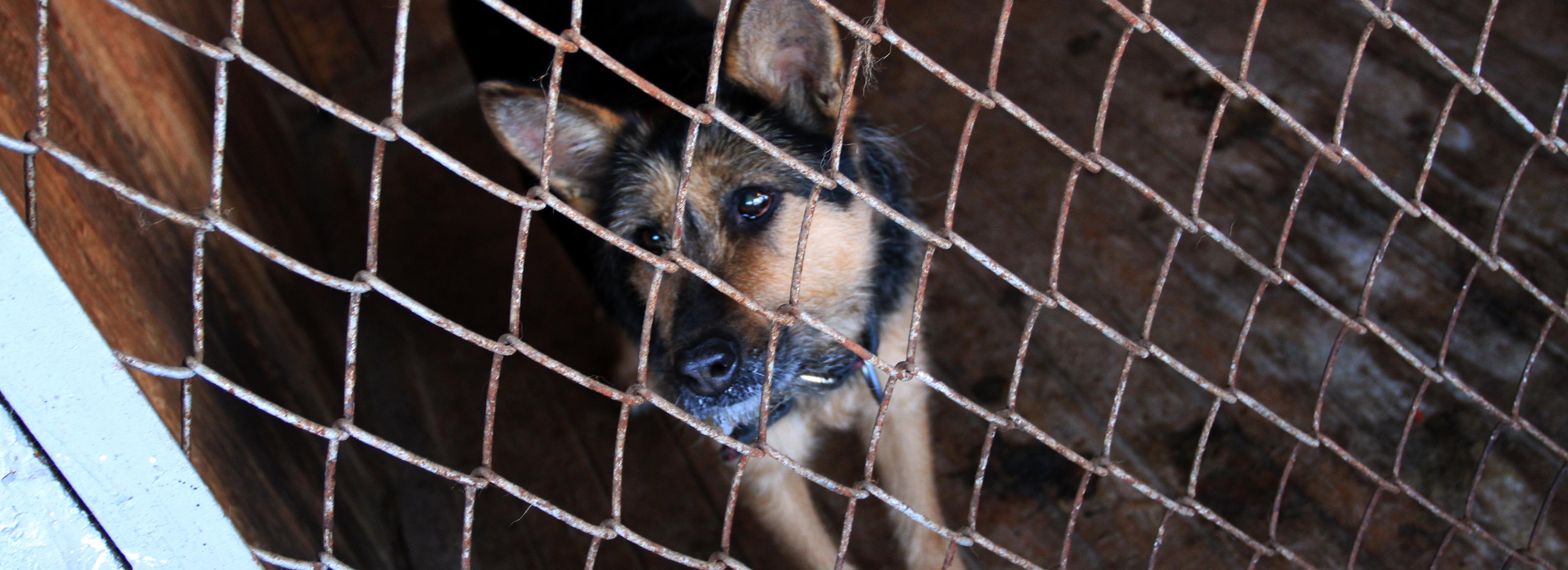 Стерилизовать или приручить: что думают о бездомных собаках новосибирцы