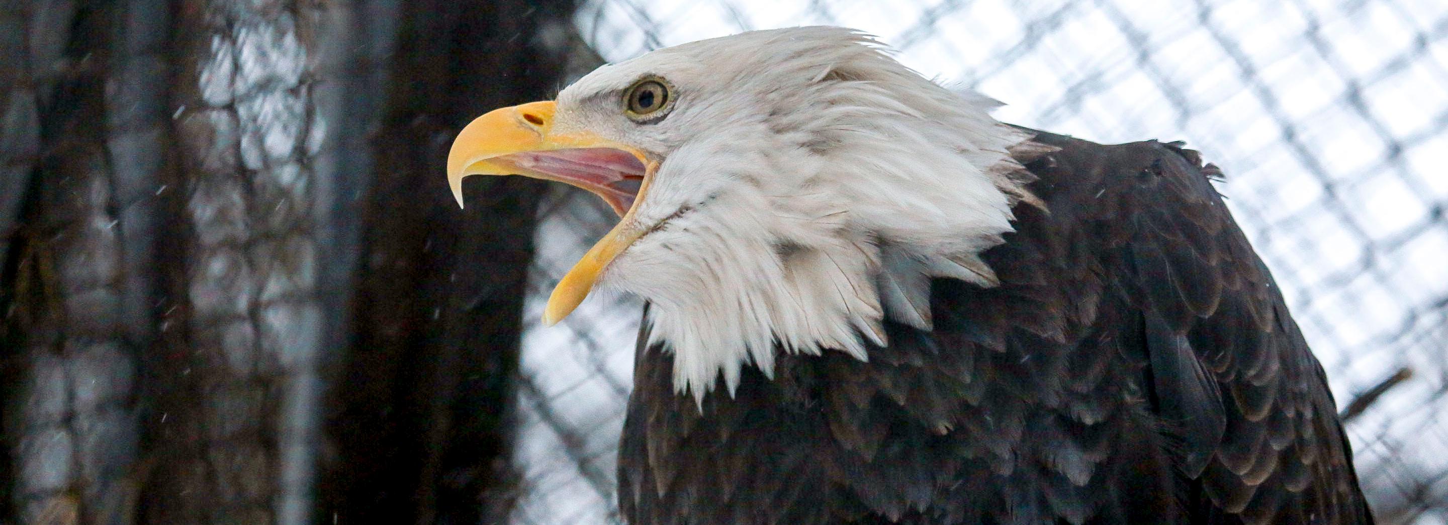 Новосибирский зоопарк сократил график работы ещё на час