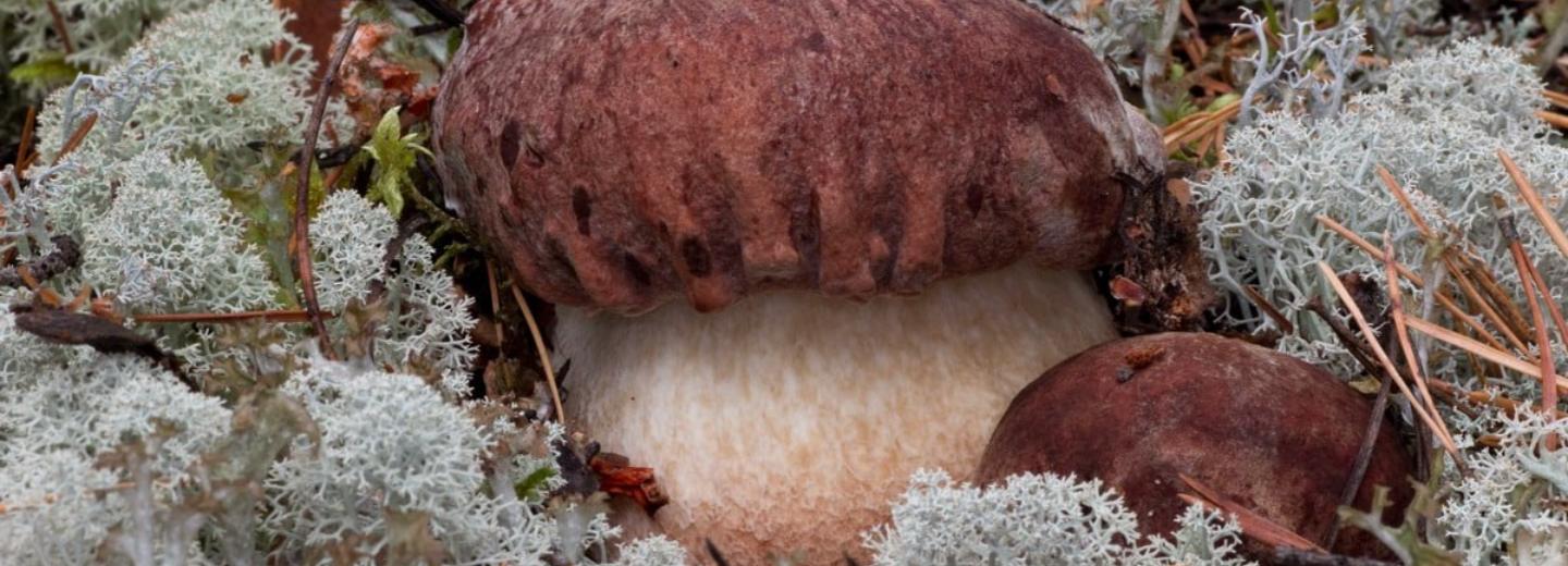 «Им плевать»: 5 видов грибов, которые можно собирать до поздней осени