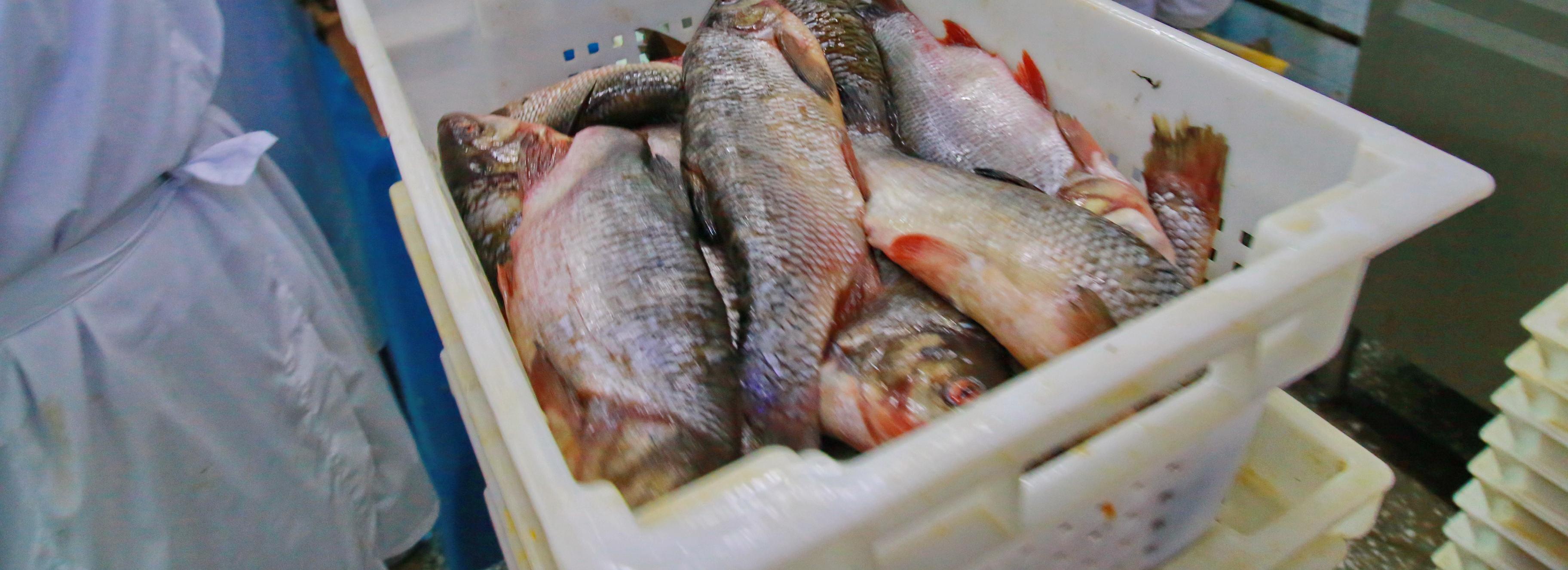 «Аптечку» для защиты рыб от инфекций создают новосибирские учёные