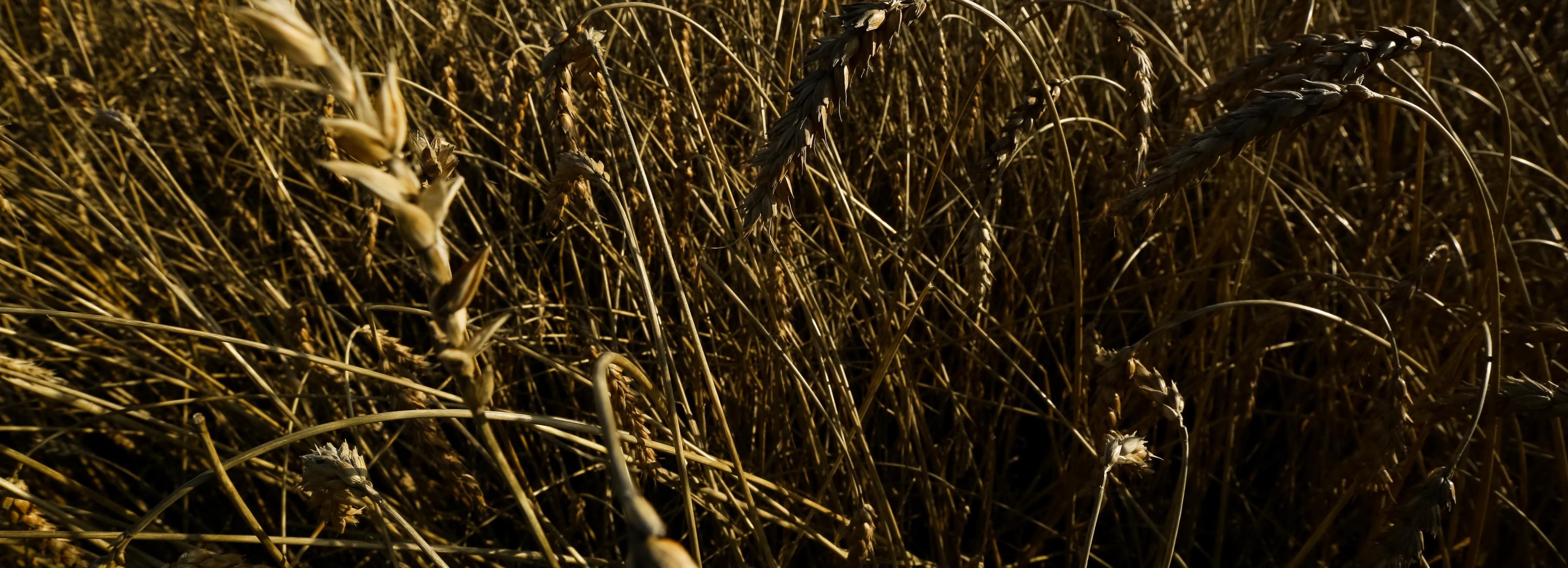 Полпредство: в Сибири засеяли 132 тысячи гектаров озимых культур