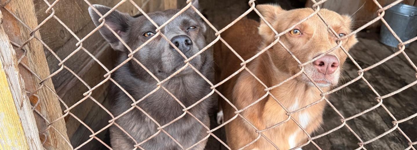 160 кг мяса покупают ежедневно для собак в приюте «Верность»