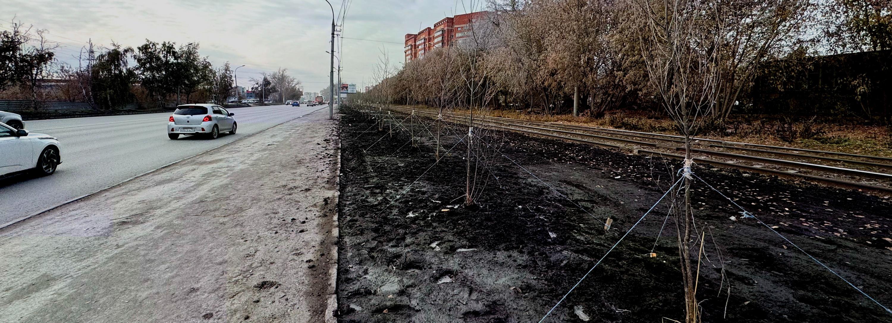 95 «мужских» клонов тополей высадили вдоль ГБШ в Новосибирске