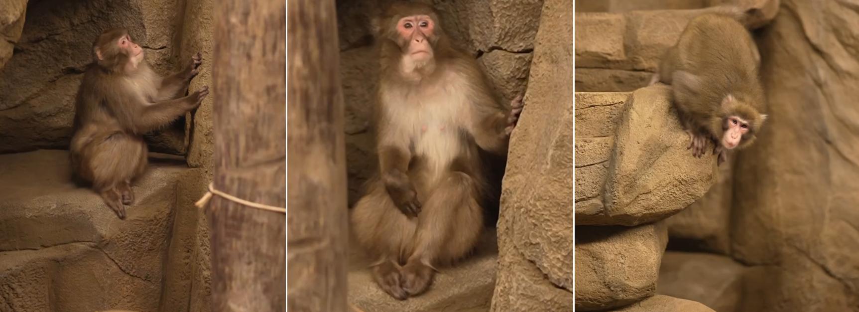 Видео с привезёнными снежными обезьянами показал Новосибирский зоопарк