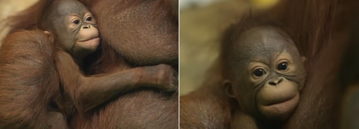 Имя для детёныша орангутанов Бату и Мишель выберут новосибирцы