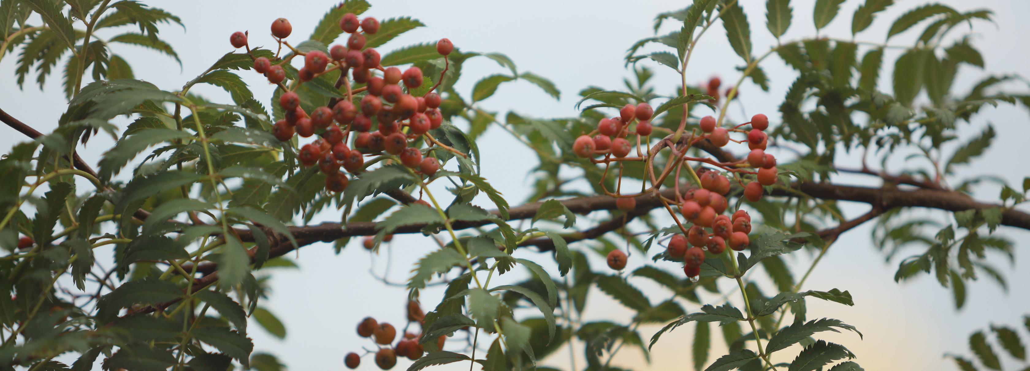 Ещё 367 хвойных и лиственных деревьев купит новосибирский Горзеленхоз