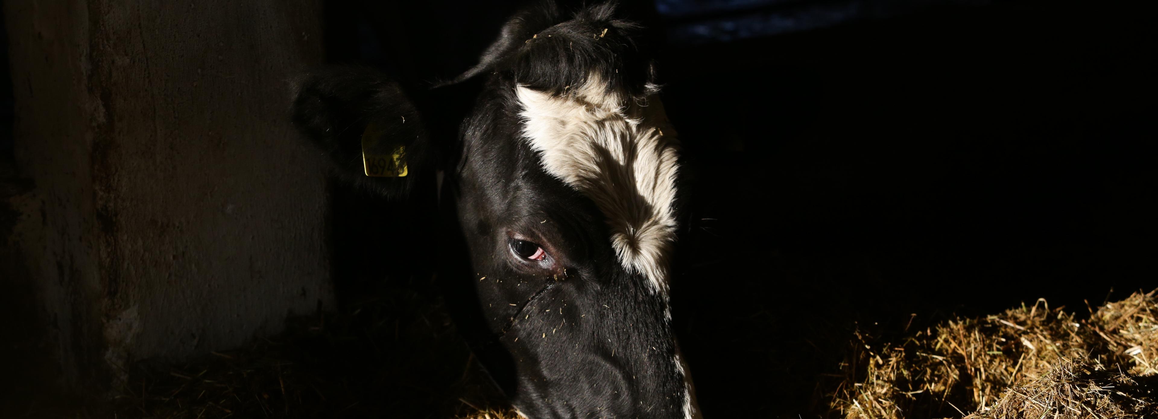 Карантин по бешенству ввели в посёлке под Новосибирском