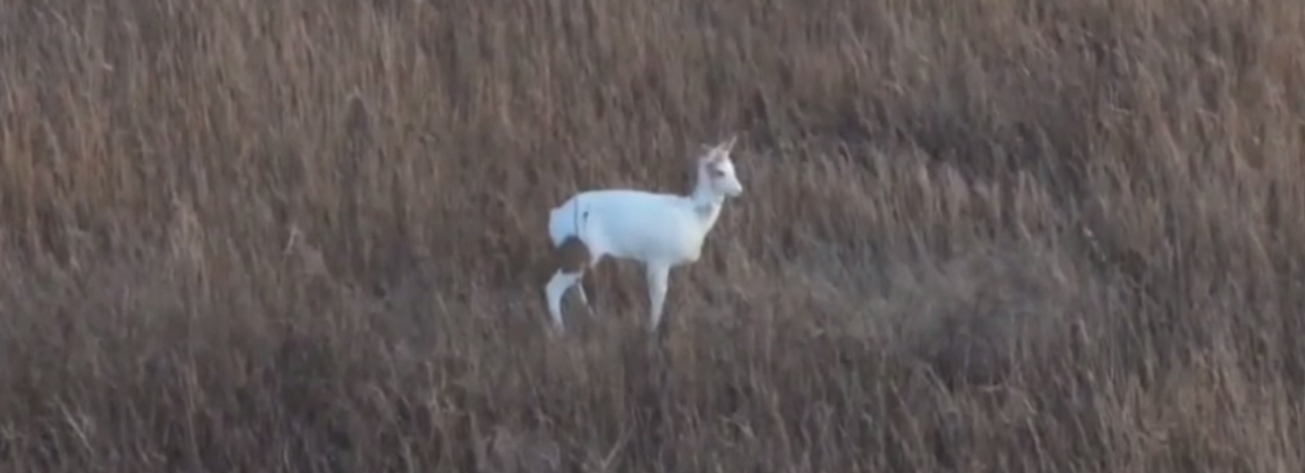 Уникальную косулю-альбиноса заметили в Новосибирской области