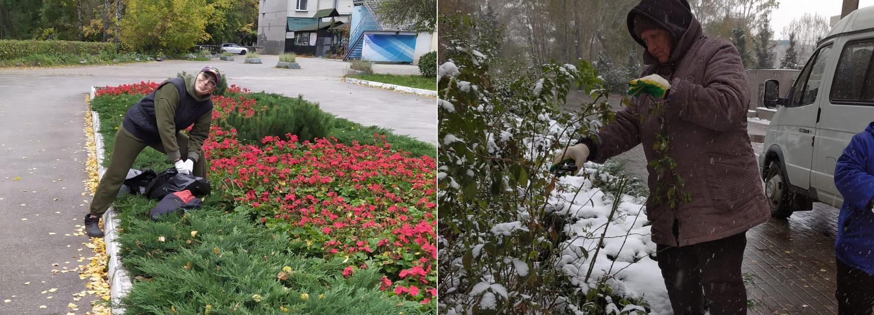 Гортензии и розы подрезали в парках Новосибирска перед зимой