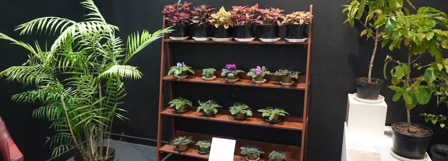 «Бабушкин подоконник»: популярные в СССР комнатные цветы собрали в музее