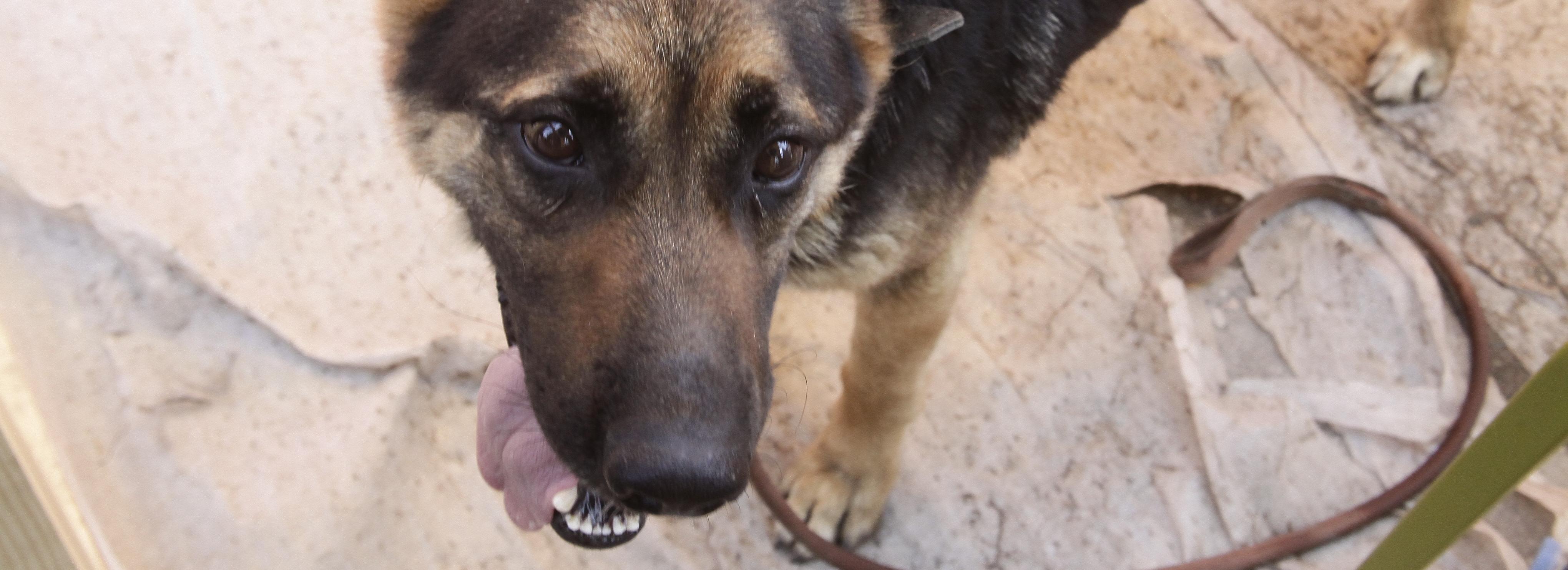 Злая собака третьи сутки держит в дачном доме жительницу Бердска