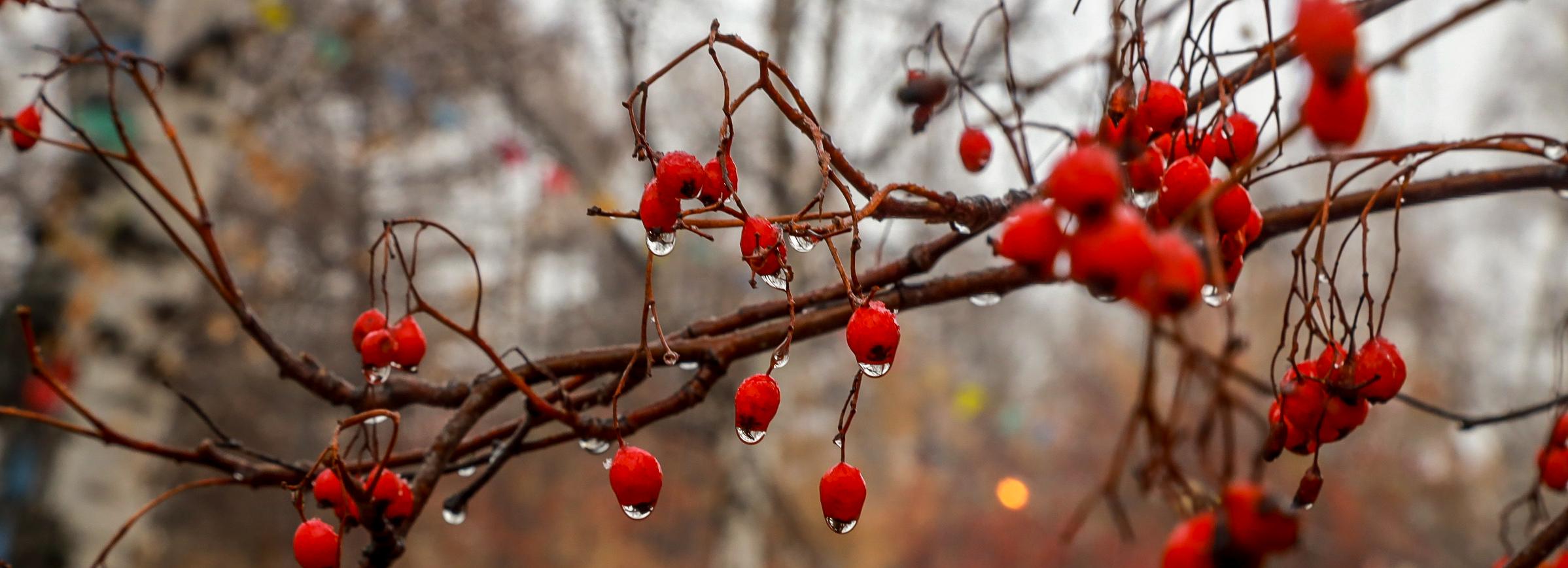 Потепление с дождём придёт на смену снегопадам в Новосибирске