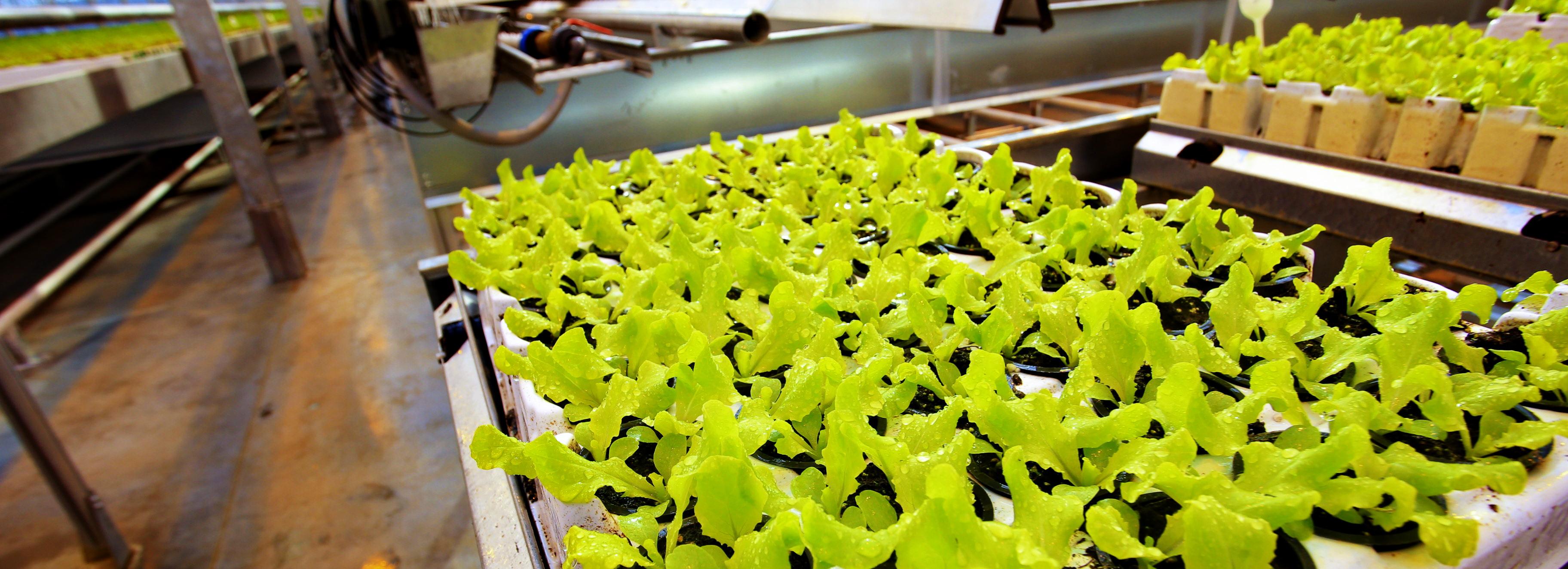 Биогель для повышения урожайности салата разработали в Новосибирске