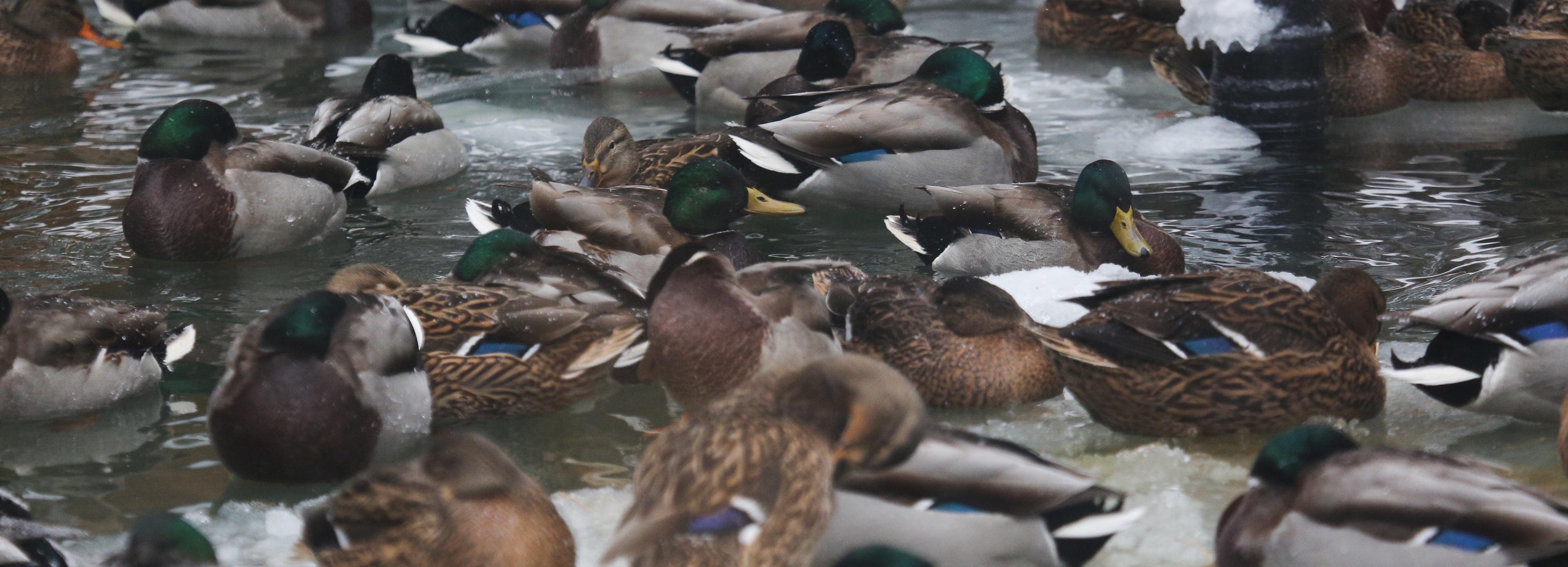 Новосибирский зоопарк зовёт понаблюдать за пуночкой и чечевицей
