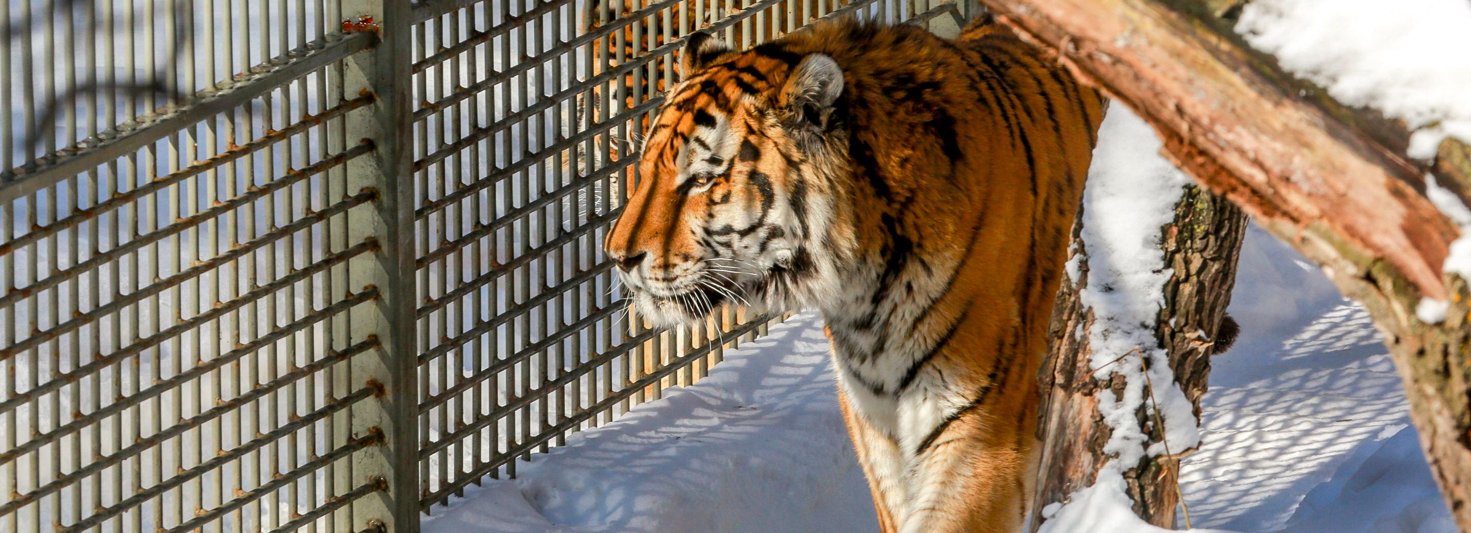 Новосибирский зоопарк сократил время для посещения на час