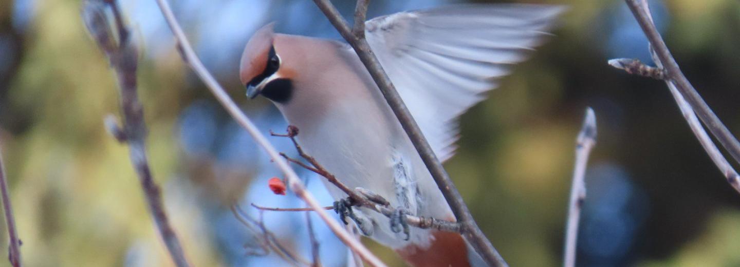 Зима близко: свиристели и снегири прилетели в Новосибирск