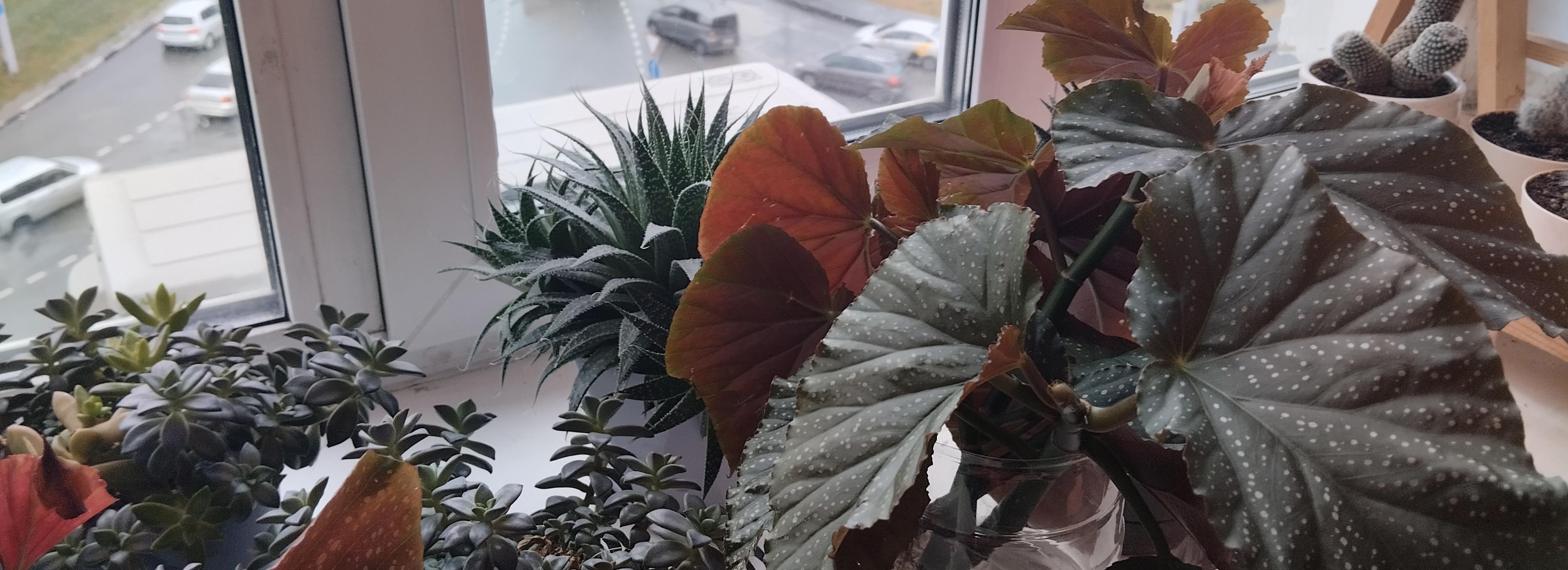 Вышедшие из моды комнатные цветы выставят в новосибирском Музее природы