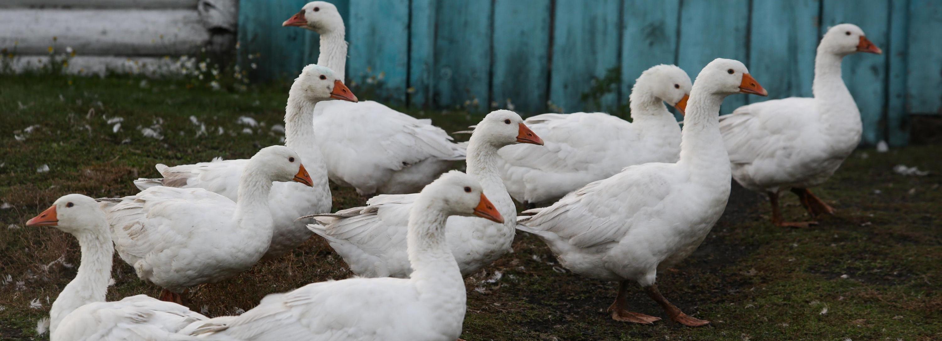 304 тонны пуха и пера экспортировали в Китай из Новосибирской области