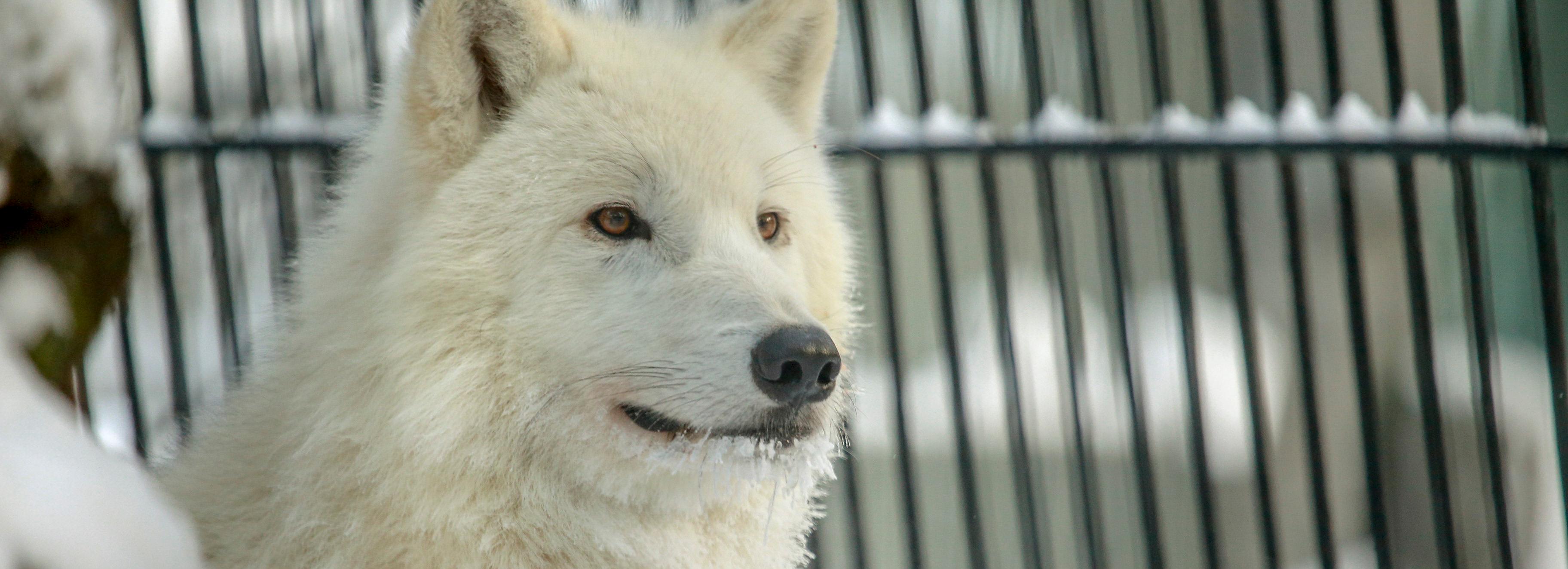 Новосибирцам рассказали, как вести себя при встрече с волком и медведем