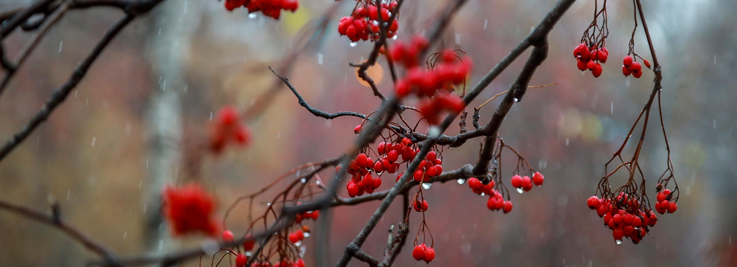 В Новосибирск идёт похолодание с ветром, дождями и мокрым снегом