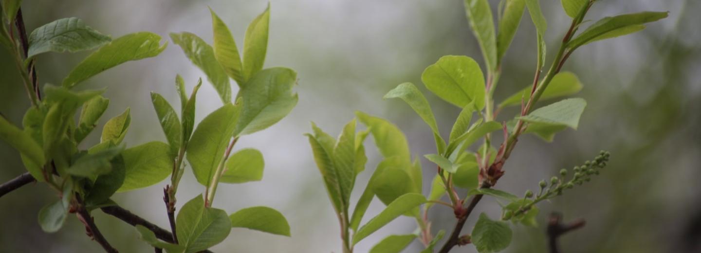 Ещё 720 тополей и 35 000 кустарников закупит Новосибирск этой осенью