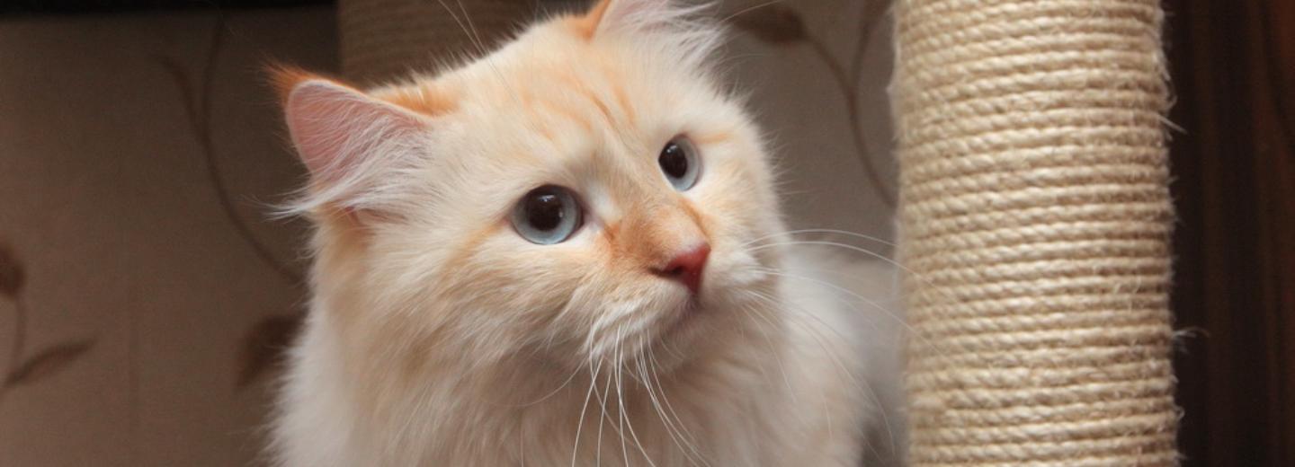 Сколько кошек допустимо держать в квартире — мнения новосибирцев