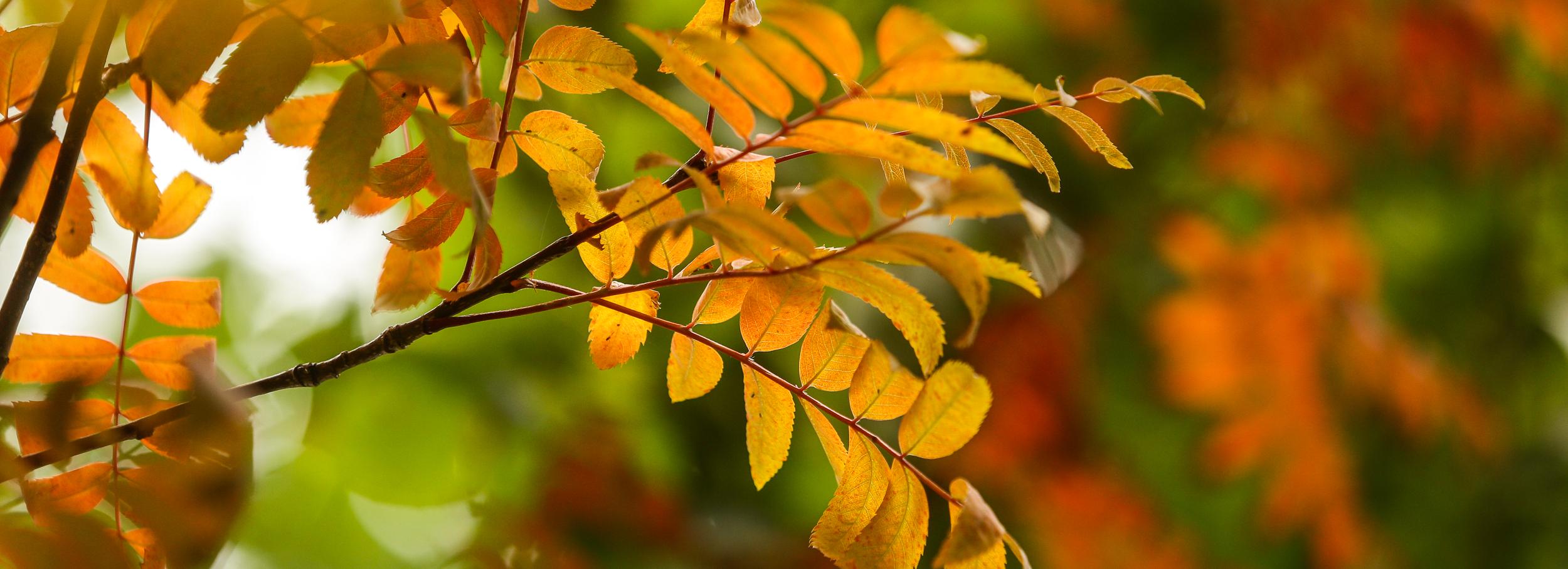 Смотрим комедии и гуляем на солнце — психолог о борьбе с осенней хандрой