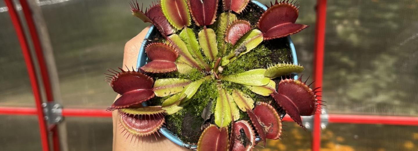 Топ-5 хищных комнатных растений, которые можно вырастить в Сибири
