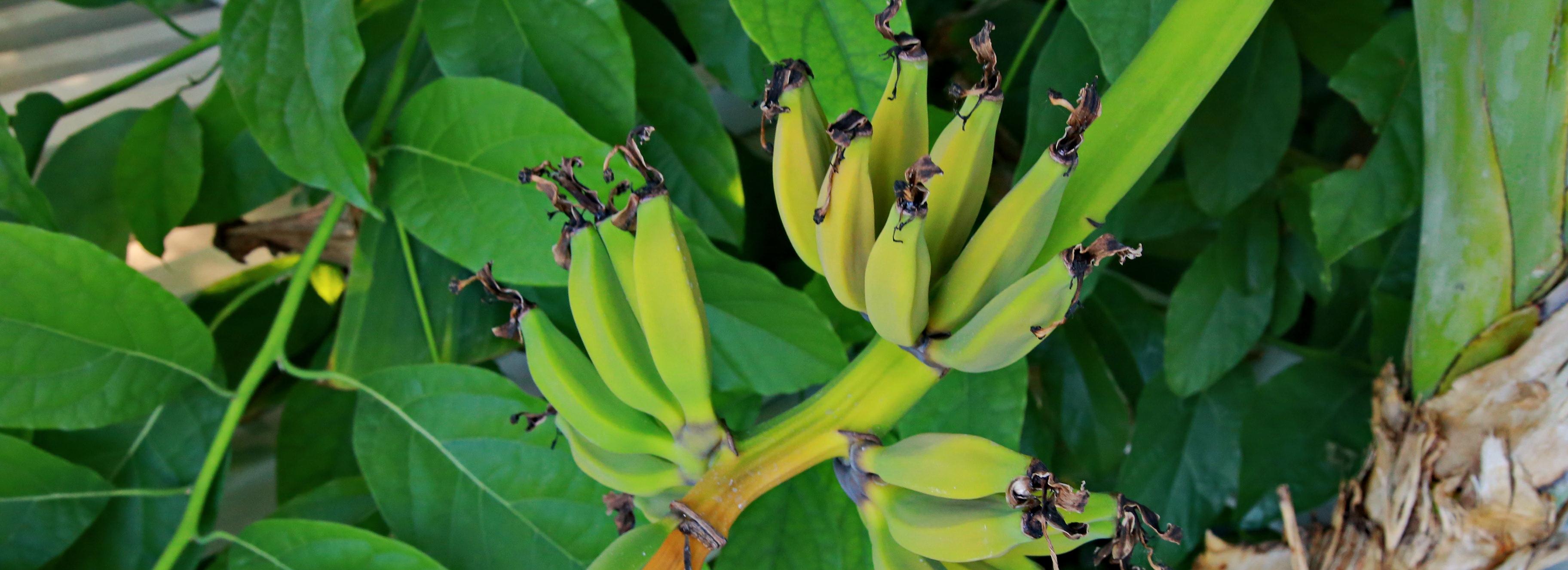 Как капуста и бананы влияют на настроение — рассказали в минздраве