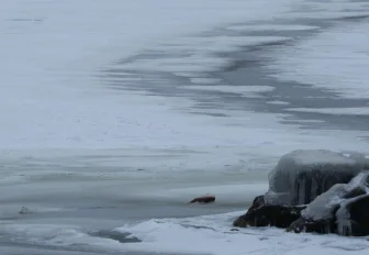 11-летняя девочка провалилась под лёд в Новосибирске