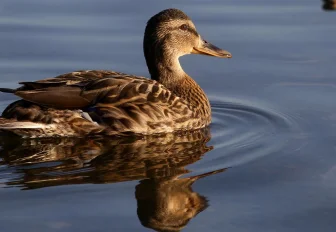 Новосибирцам предложили поучаствовать в «Евразийском учёте птиц»