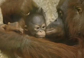 Новосибирцы выбрали имя для малышки орангутанов из зоопарка