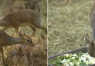 Видео с очаровательными детёнышами дикдиков показал Новосибирский зоопарк