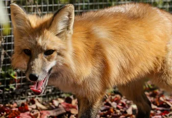 Карантин по бешенству установили сразу в пяти сёлах под Новосибирском