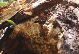 Новосибирцам напомнили о правилах сбора валежника в лесу