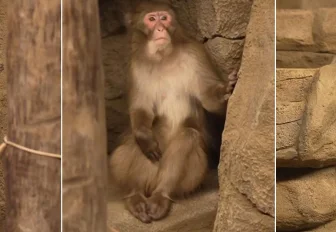 Видео с привезёнными снежными обезьянами показал Новосибирский зоопарк