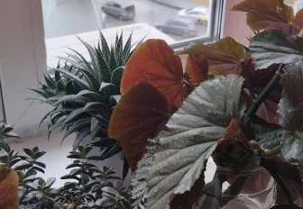 Вышедшие из моды комнатные цветы выставят в новосибирском Музее природы