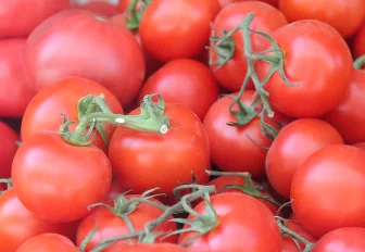 Робота для сбора томатов разработали в Новосибирске