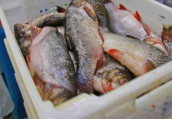 «Аптечку» для защиты рыб от инфекций создают новосибирские учёные