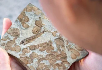 Остатки костистых рыб и ракообразных эпохи мезозоя выставили в НГУ