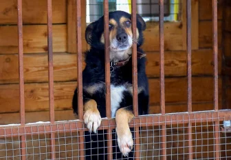 Зоозащитники смогут контролировать исполнение закона о бродячих собаках