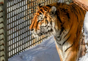 Новосибирский зоопарк сократил время для посещения на час