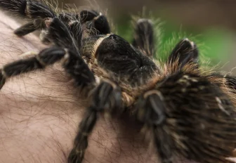 Жутких существ покажут в Новосибирском зоопарке