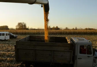 Меньше свёклы, моркови и пшеницы соберут в регионе из-за снегопада