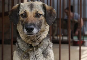 Эвтаназия не должна быть тотальной: эксперты о проблеме бродячих собак