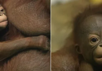 Имя для детёныша орангутанов Бату и Мишель выберут новосибирцы