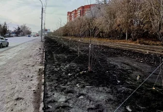 95 «мужских» клонов тополей высадили вдоль ГБШ в Новосибирске