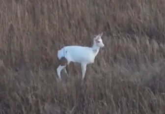 Уникальную косулю-альбиноса заметили в Новосибирской области